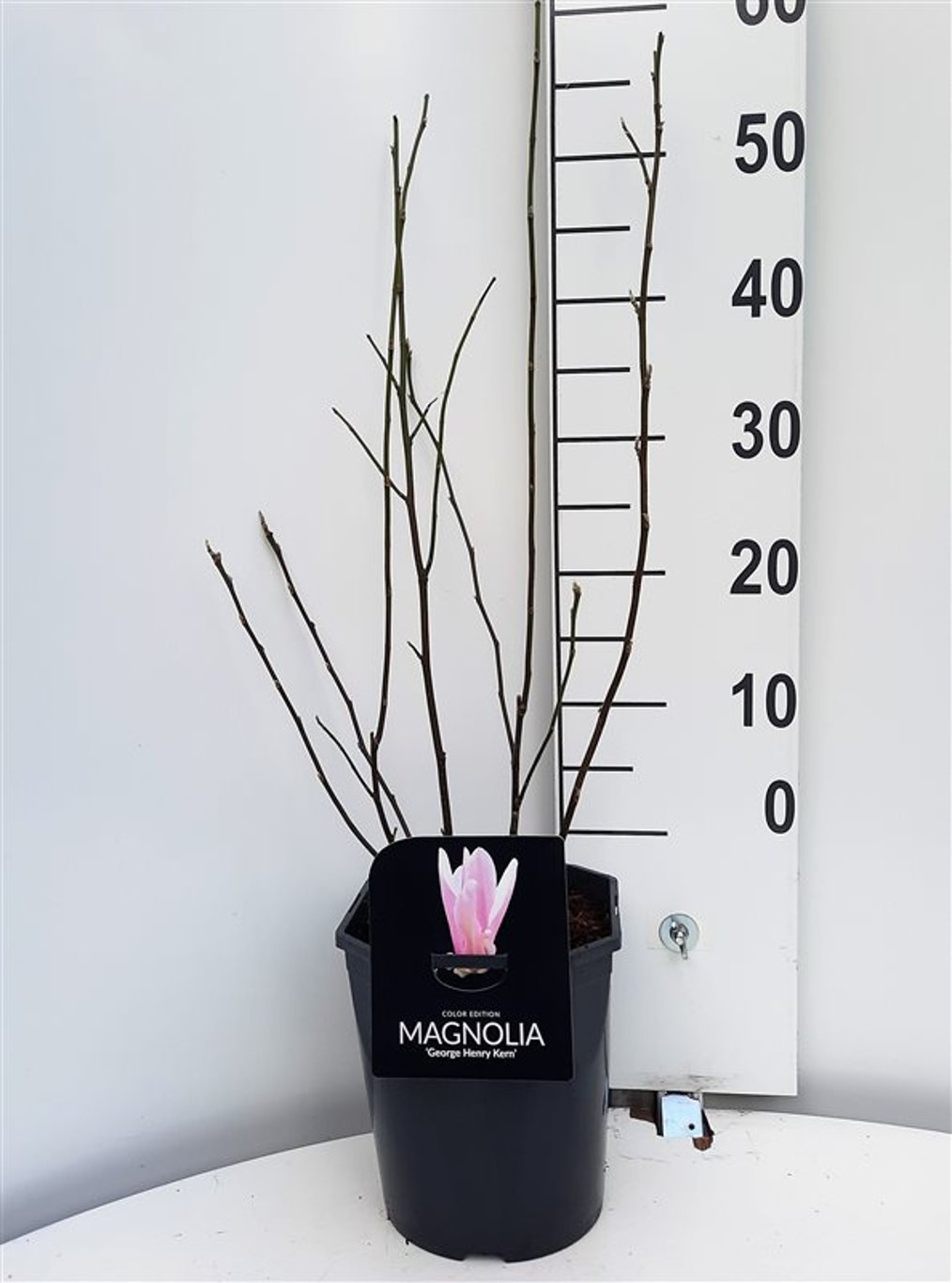 Magnolia 'George Henry Kern' - C5 50-60 CM